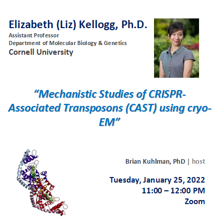 Elizabeth Kellogg (Cornell) profile Talk title: Mechanistic studies of CRISPR-associated transposons (CAST) using cryo-EM Host: Brian Kuhlman