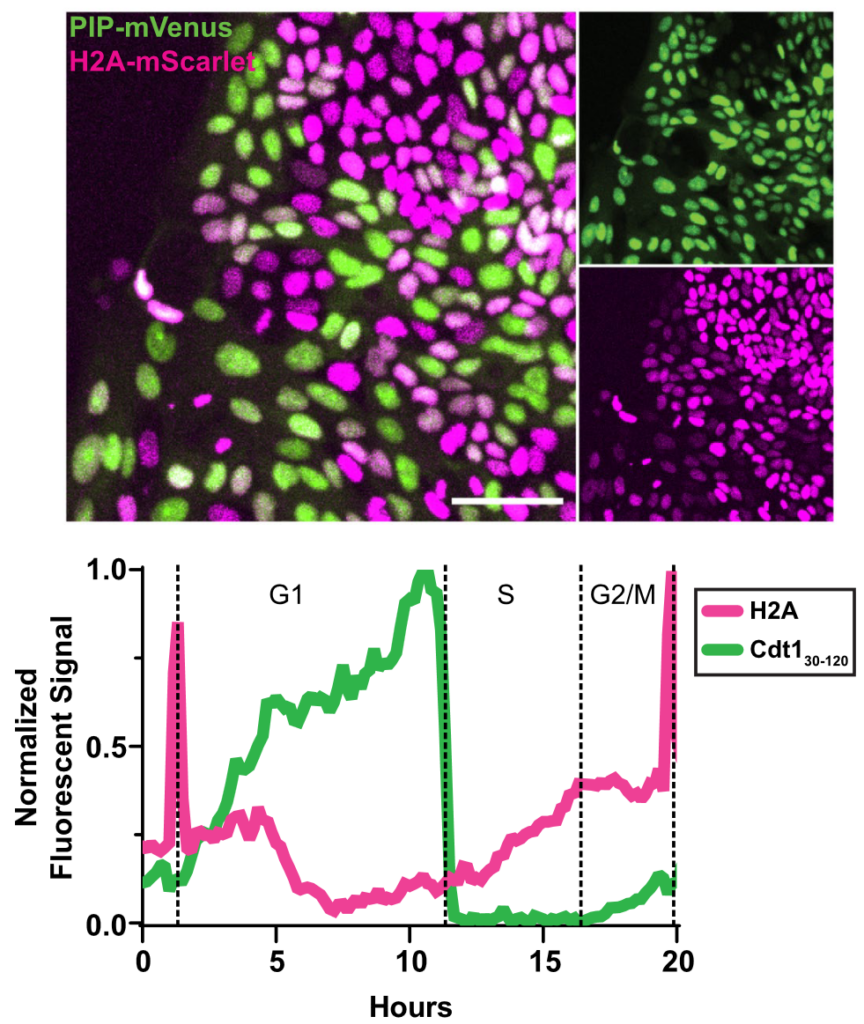 Top: Microscopy image with a nuclear and a cell-cycling fluroescence reporter. Bottom: fluorescence intensity traces for nuclear and cell cycling reporters allow clear delineation of cell cycle phases.